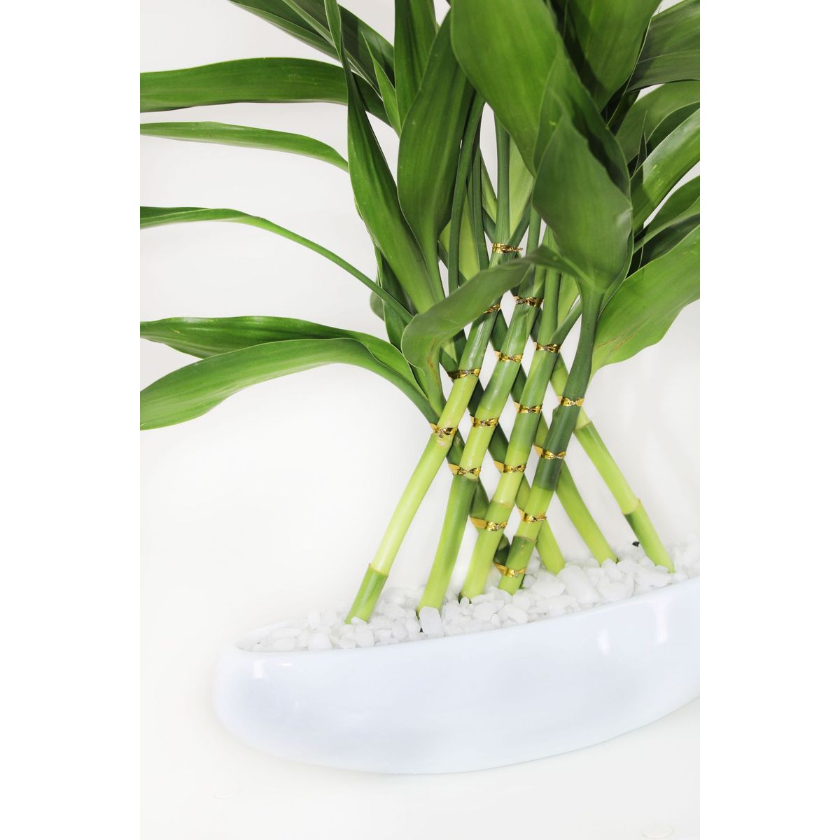Dracena Arca Sortida Planta Natural, marca Timlog - Foto Principal