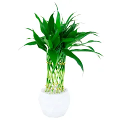Dracena Espiral Planta Natural