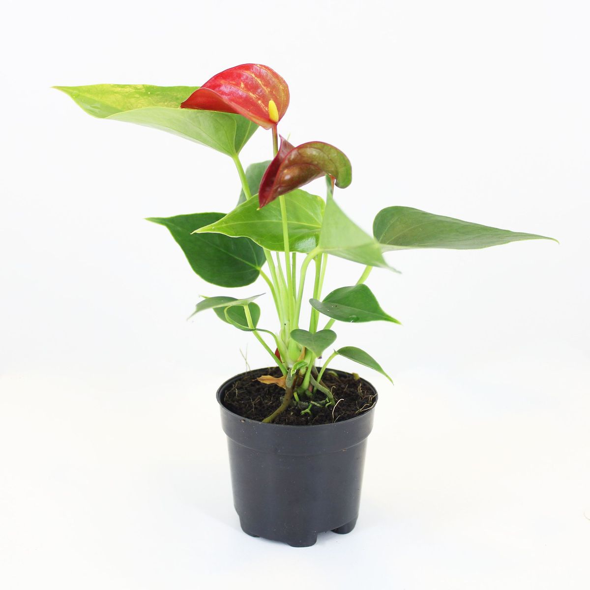 Antúrio Variado Pote 06 Planta Natural, marca Timlog - Foto Principal