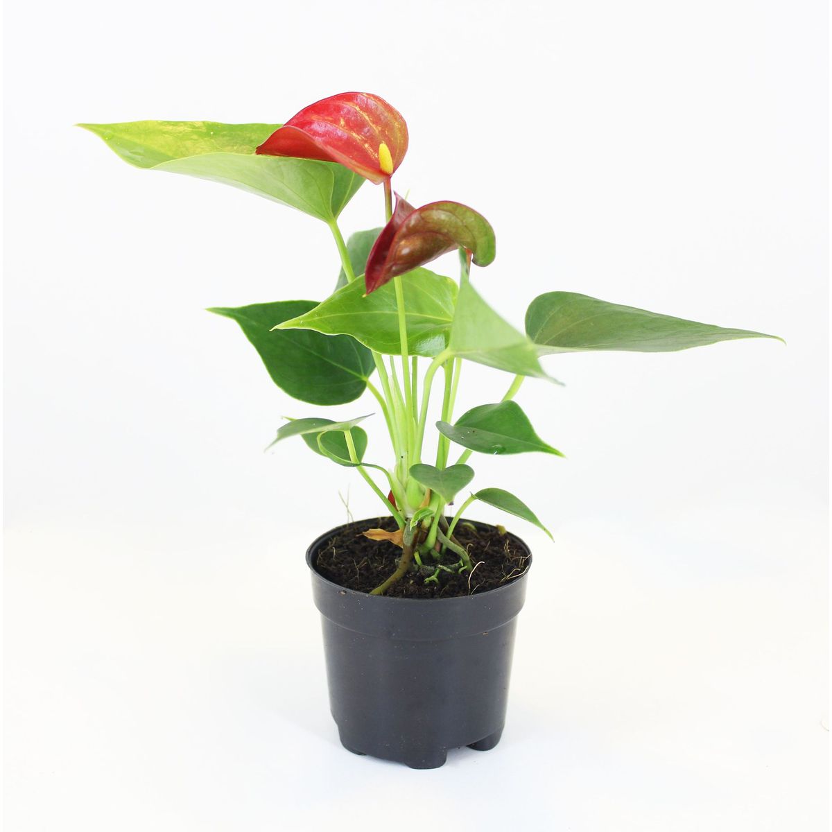 Antúrio Variado Pote 06 Planta Natural, marca Timlog - Foto Principal