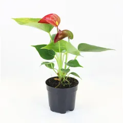 Antúrio Variado Pote 06 Planta Natural