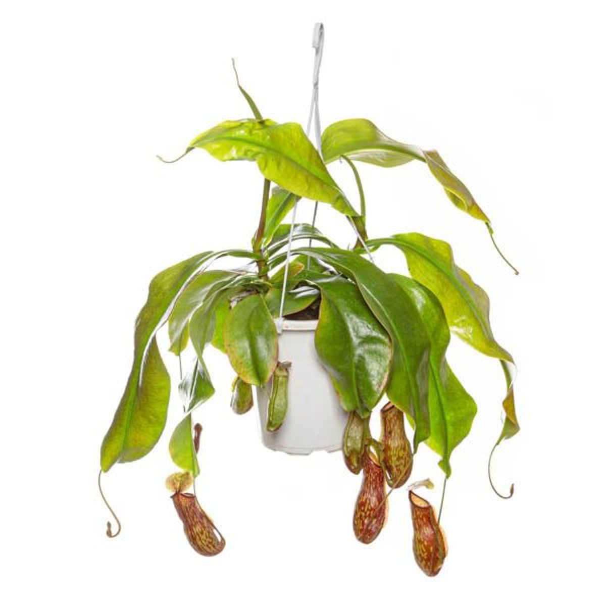 Carnívora Nepenthes Pote 12 Planta Natural, marca Timlog - Foto Principal