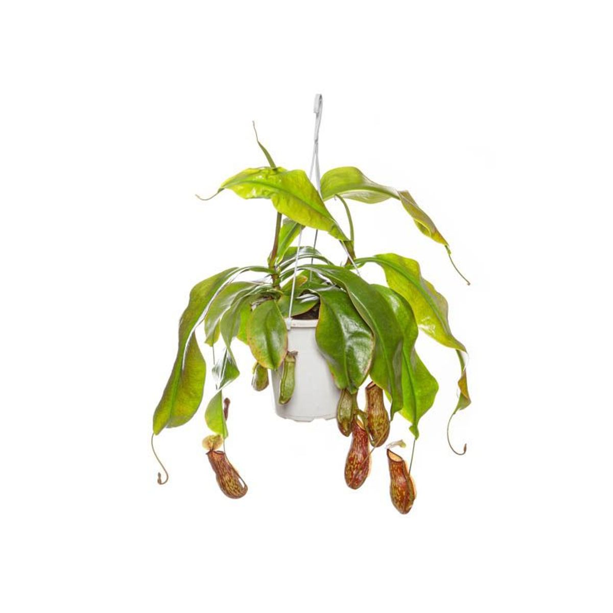 Carnívora Nepenthes Pote 12 Planta Natural, marca Timlog - Foto Principal