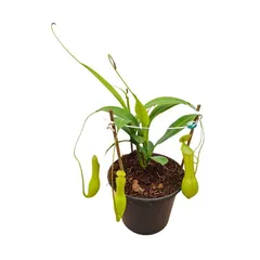 Carnívora Nepenthes Pote 15 Planta Natural