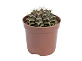 Cacto Gymnocalycium Mihanovichii Pote 06 Planta Natural