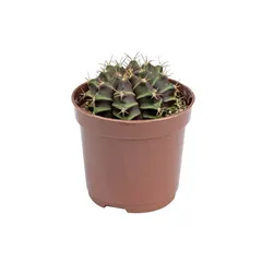 Cacto Gymnocalycium Mihanovichii Pote 06 Planta Natural