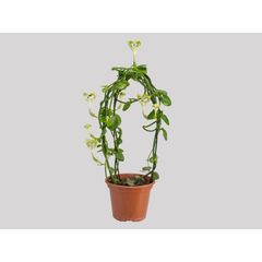 Ceropegia Sandersonii Pote 15 Planta Natural