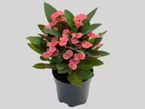 Euphorbia Milii Miliana Pote 06 Sortida Planta Natural