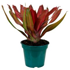 Neoregelia Pote 14 Sortida Planta Natural