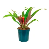 Bromélia Sortida Pote 09 Planta Natural