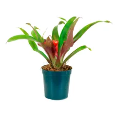 Bromélia Sortida Pote 09 Planta Natural