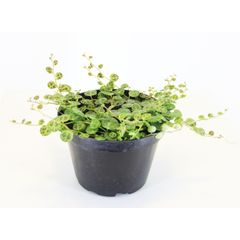 Peperômia Prostata Pote 11 Planta Natural
