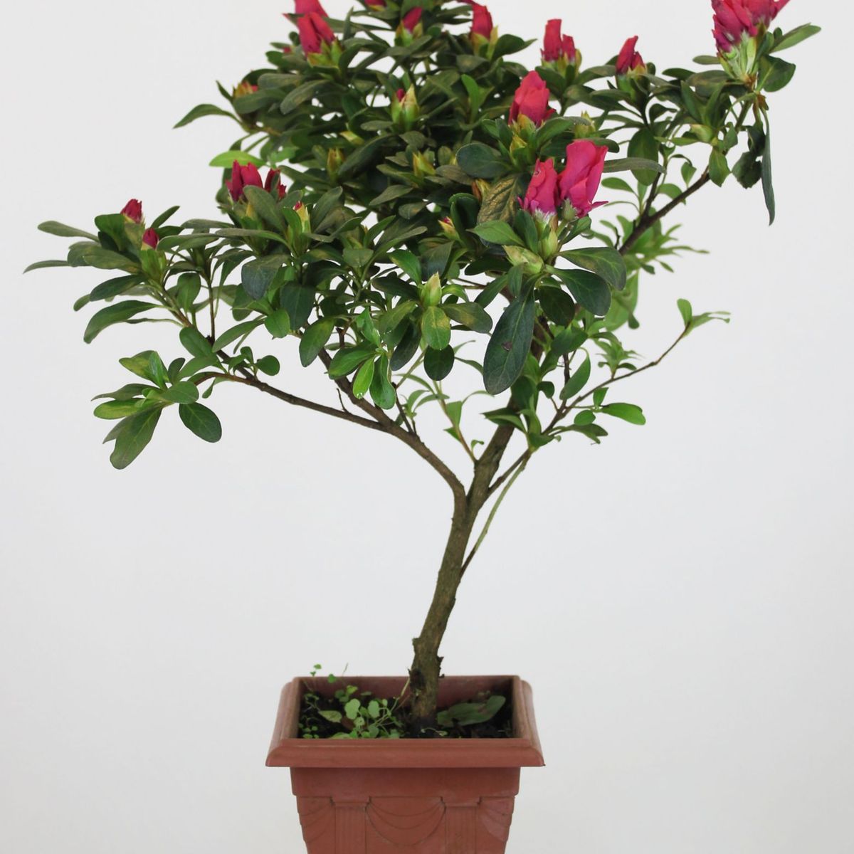 Azaleia Bonsai Pote 12 Planta Natural, marca Timlog - Foto Principal