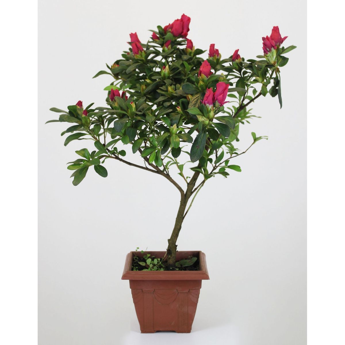Azaleia Bonsai Pote 12 Planta Natural, marca Timlog - Foto Principal