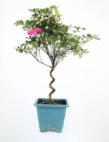 Azaleia Bonsai Torcida Pote 18 Planta Natural