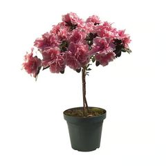Azaleia Rhododendron Árvore Pote 20 Planta Natural