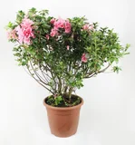Azaleia Rhododendron Pote 27 Planta Natural