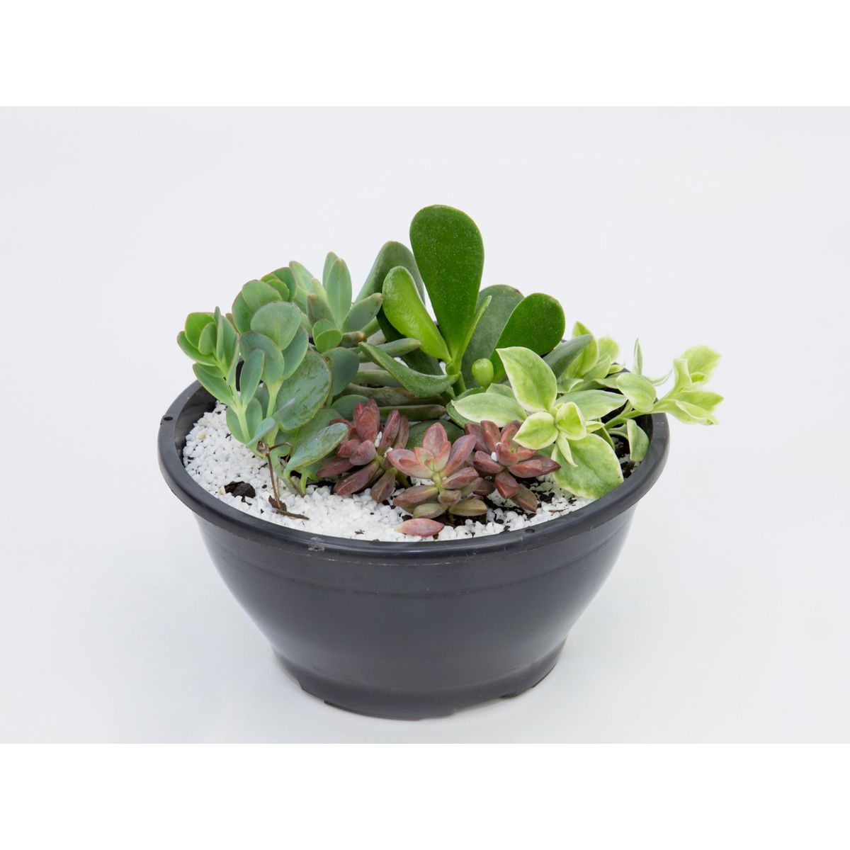 Coquetel Suculentas Cuia 21 Planta Natural, marca Timlog - Foto Principal