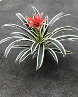 Guzmania Lingulata Marginata Pote 14 Planta Natural