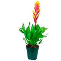 Bromelia Vriesia Pote 12 Sortida Planta Natural