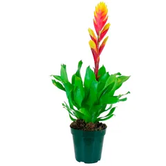 Bromelia Vriesia Pote 12 Sortida Planta Natural