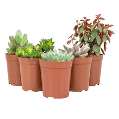 Suculentas Sortidas Especiais Pote 09 Planta Natural