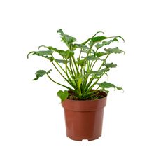 Philodendron Xanadu Pote 17 Planta Natural