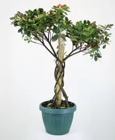 Azaleia  Bonsai Medio Simples Pt18