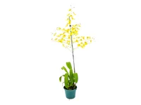 Orquídea Oncidium Pote 12 Sortida Planta Natural