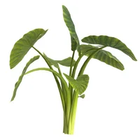 Alocasia Macrorrhiza Planta Natural