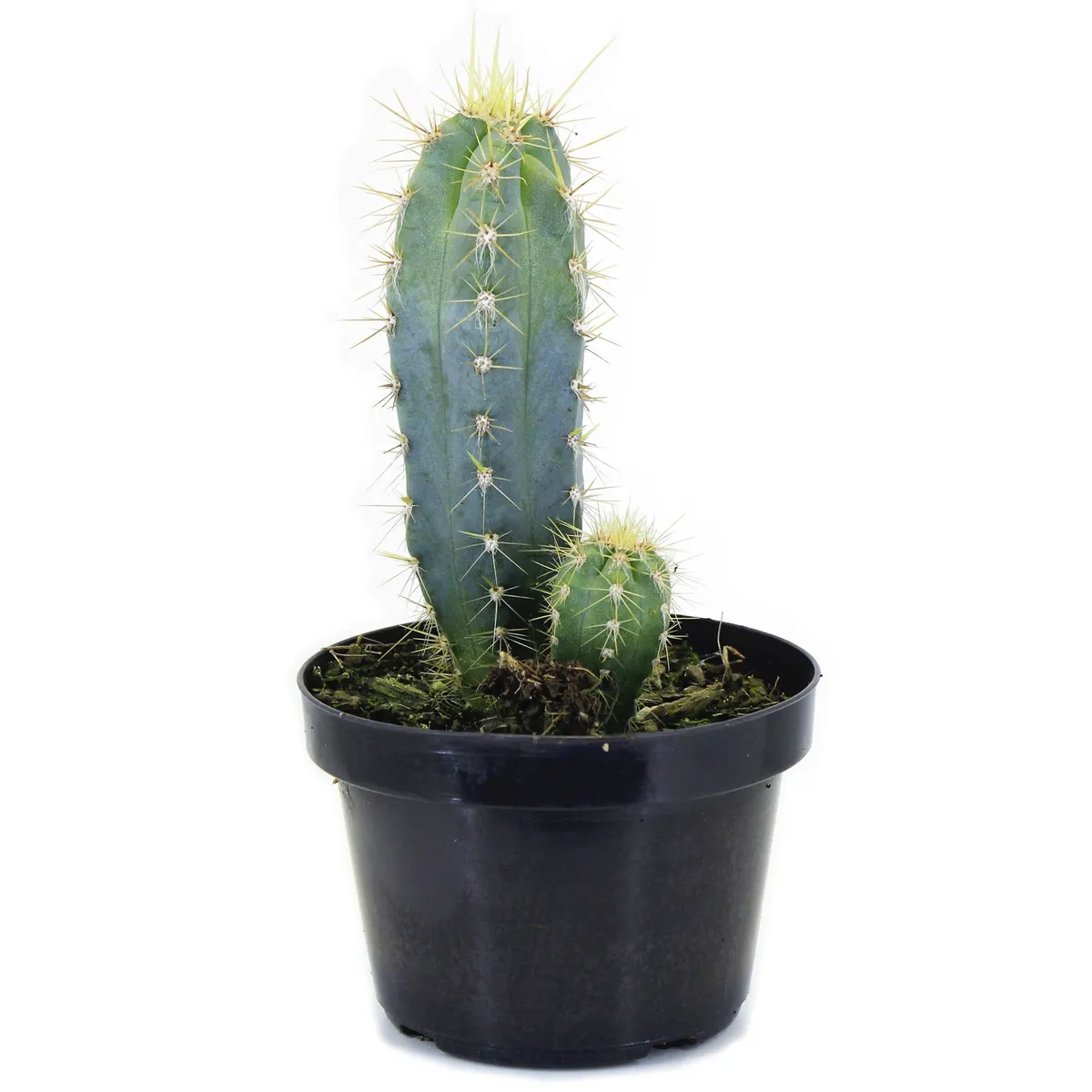 Cacto Premium Pote 11 Planta Natural, marca Timlog - Foto Principal