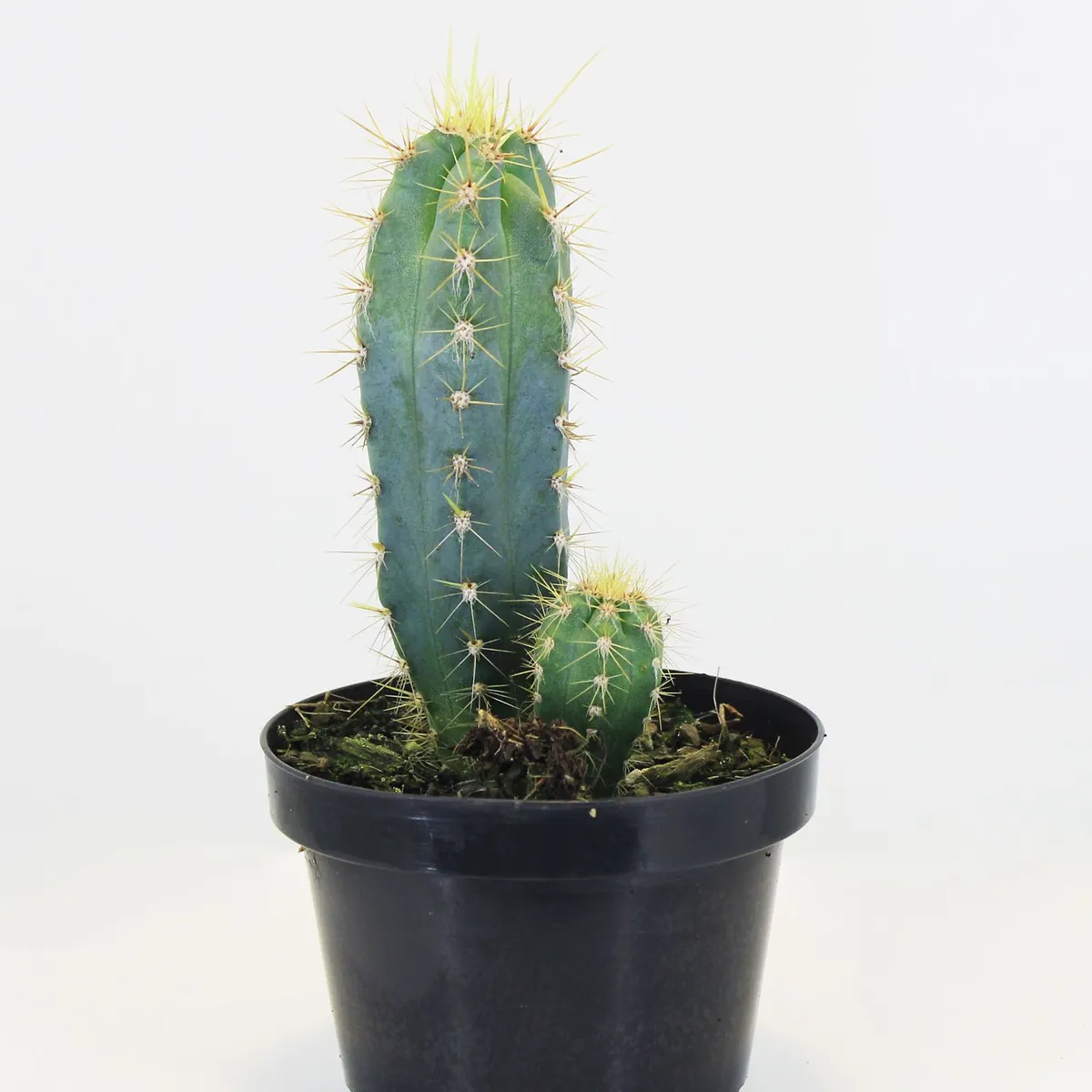 Cacto Premium Pote 11 Planta Natural, marca Timlog - Foto 2