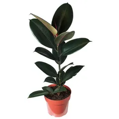 Ficus Elástica Burgundy Pote 17 Planta Natural