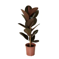 Ficus Elástica Burgundy Pote 24 Planta Natural