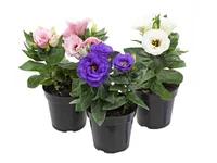 Lisianthus Julietta Pote 12 Variado Planta Natural