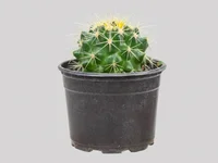 Cacto Echinocactus Grusonii Pote 11 Planta Natural