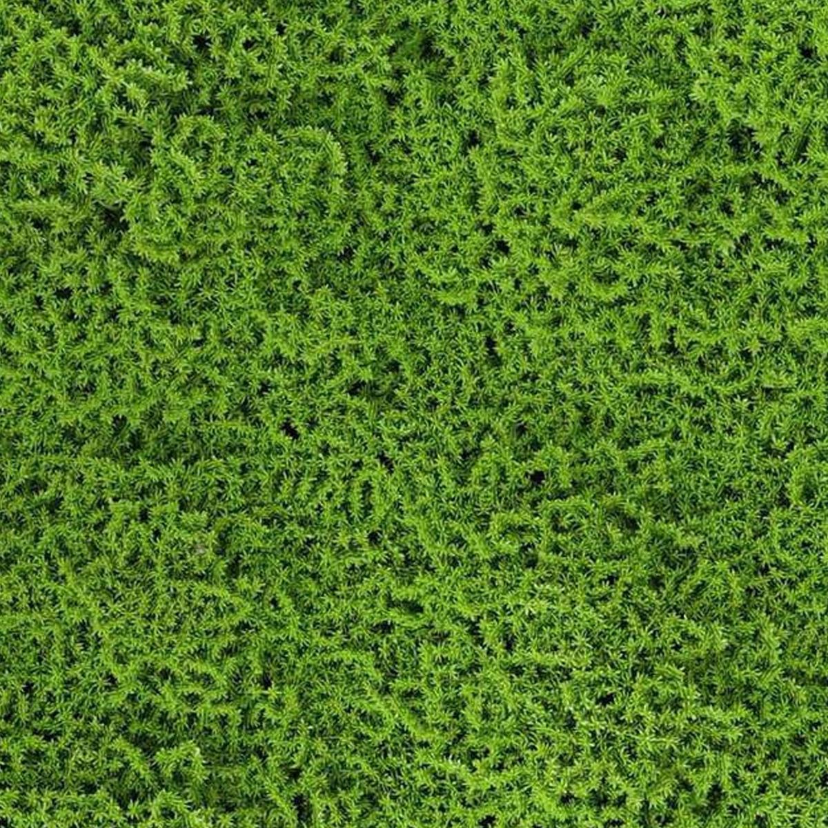 Jard Vert Palmeta Musgo 50X50, marca Just Home Collection - Foto 2