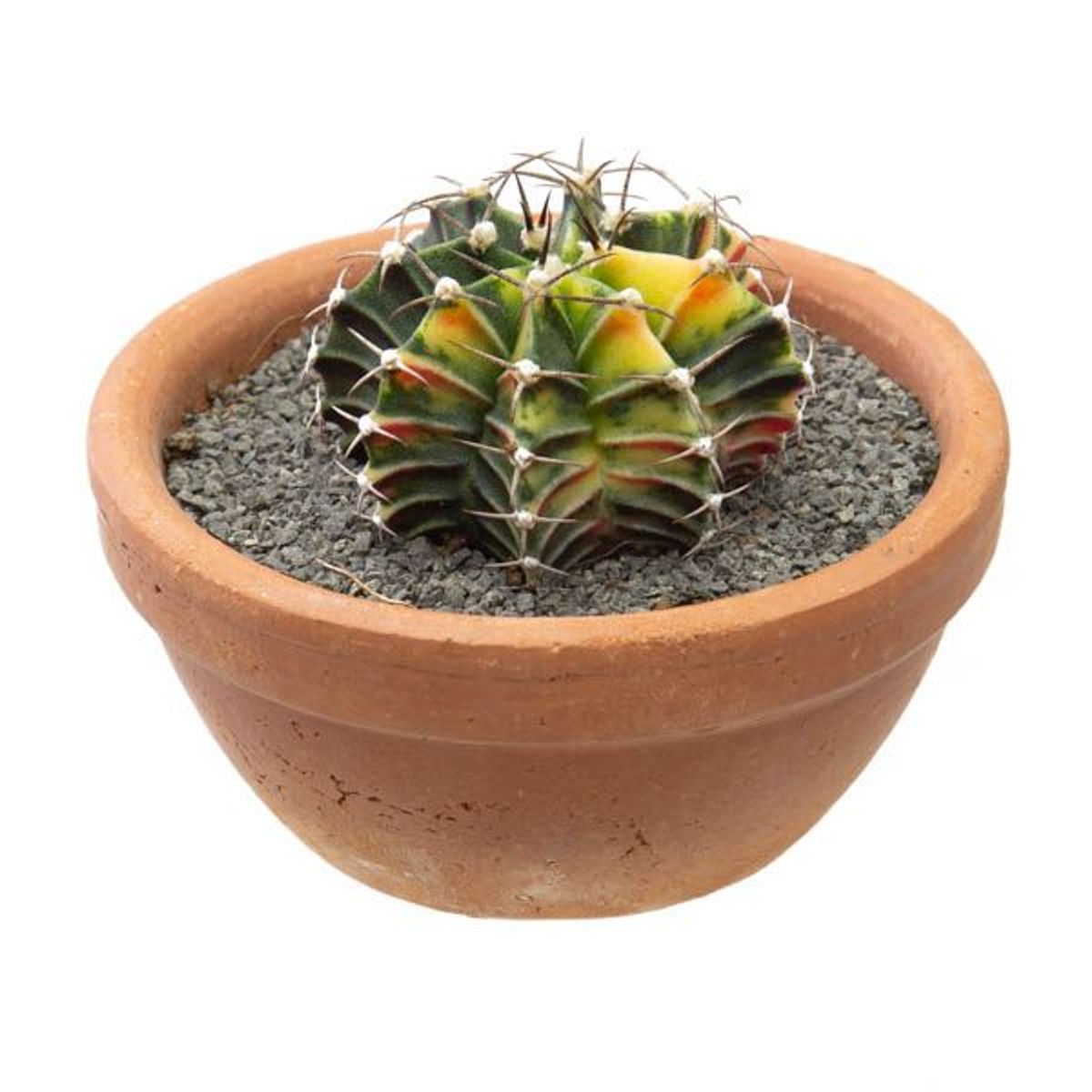 Cacto Gymnocalycium Mihanovichii Cuia 08 Planta Natural, marca Timlog - Foto Principal
