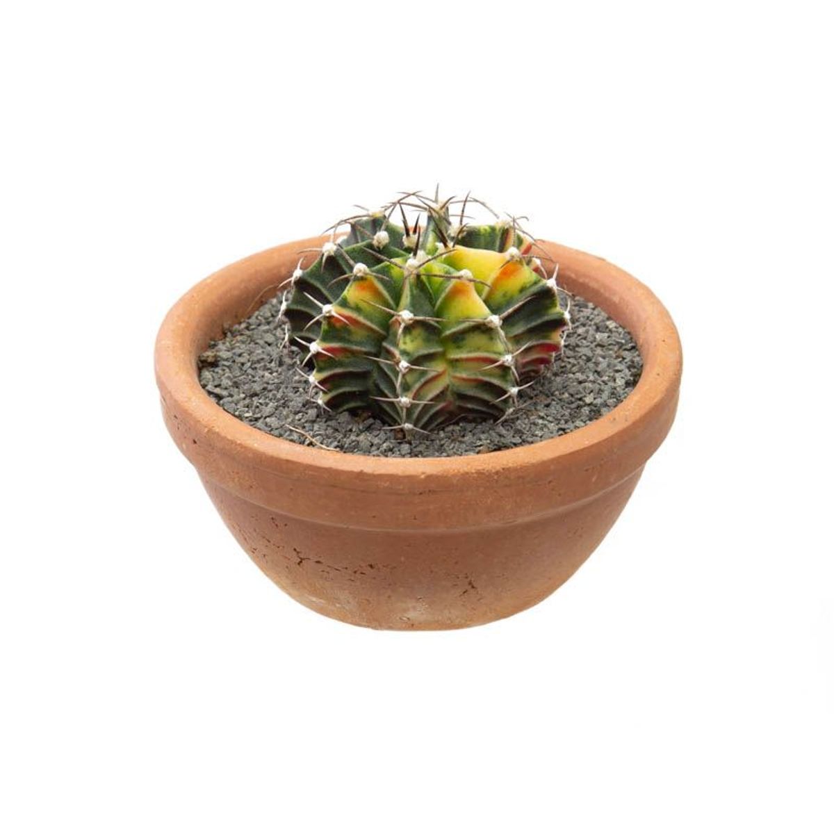 Cacto Gymnocalycium Mihanovichii Cuia 08 Planta Natural, marca Timlog - Foto Principal
