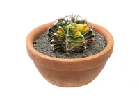 Cacto Gymnocalycium Mihanovichii Cuia 08 Planta Natural