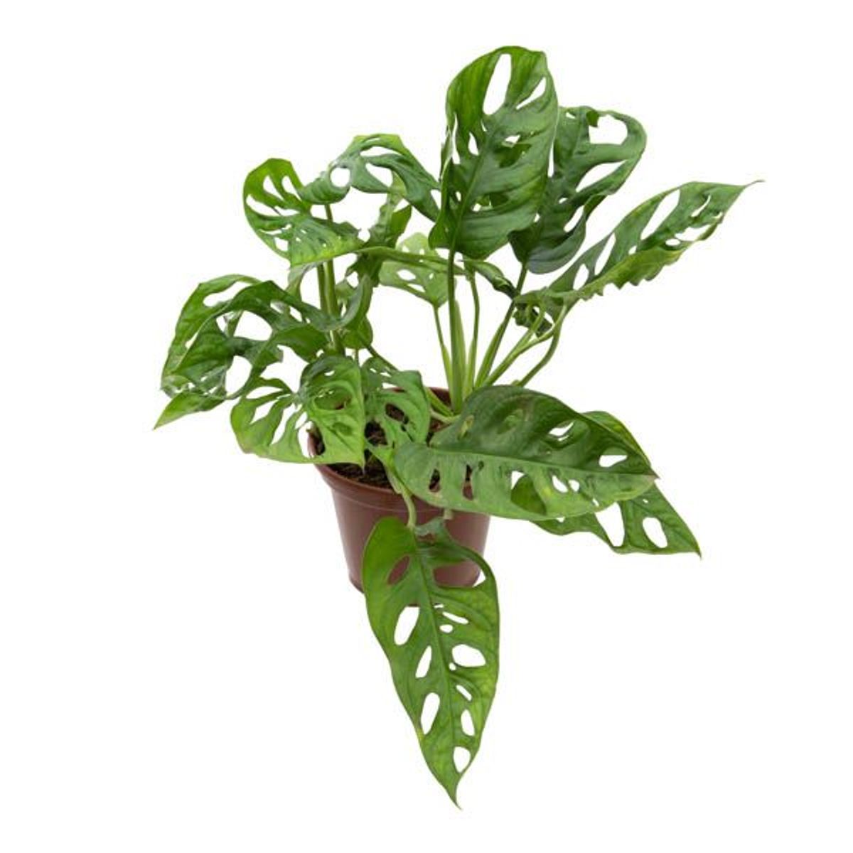 Monstera Obliqua Adansonii Pote 15 Planta Natural, marca Timlog - Foto Principal