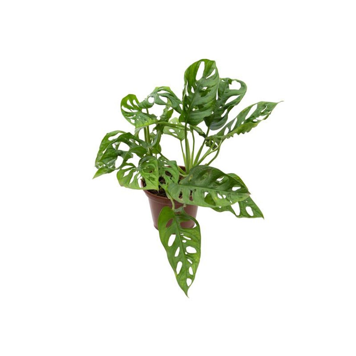 Monstera Obliqua Adansonii Pote 15 Planta Natural, marca Timlog - Foto Principal