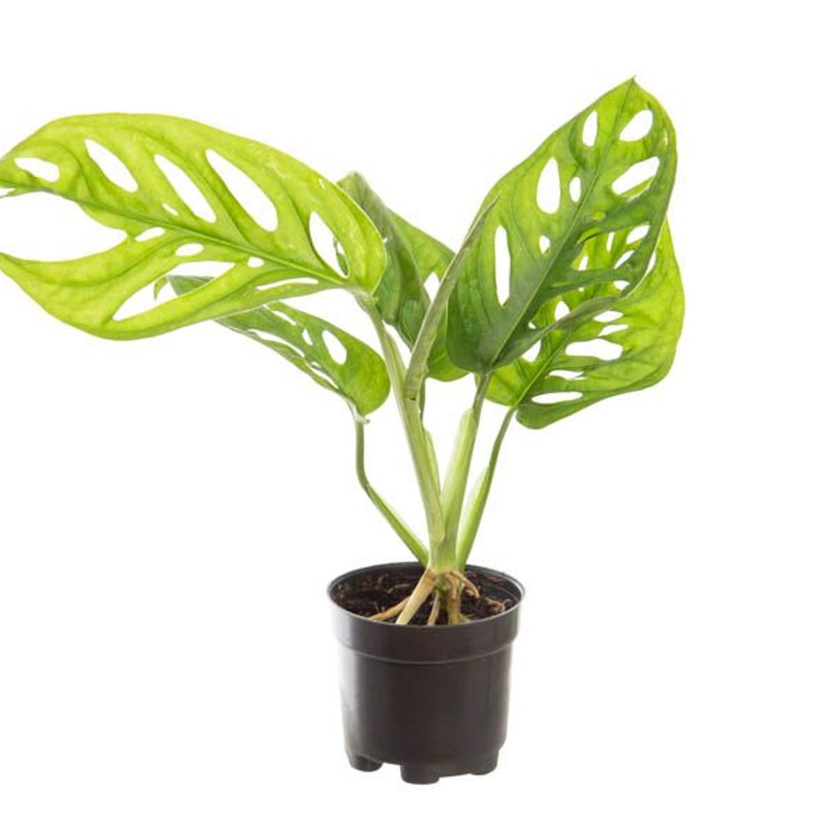 Monstera Obliqua Adansonii Pote 06 Planta Natural, marca Timlog - Foto Principal