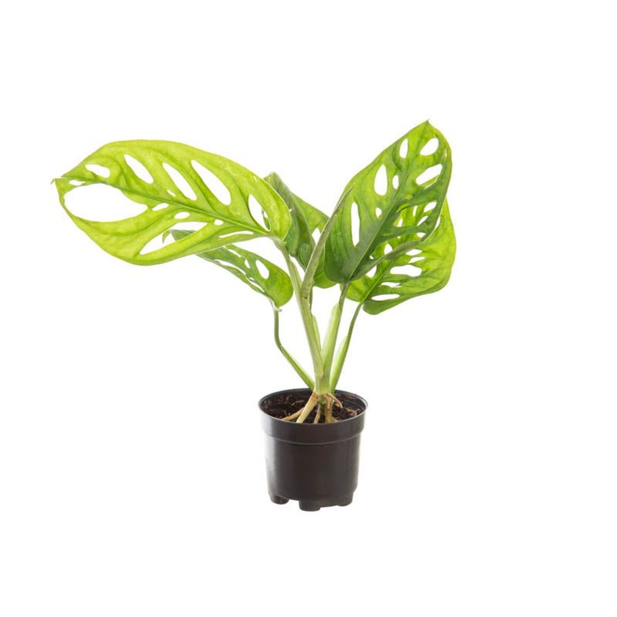 Monstera Obliqua Adansonii Pote 06 Planta Natural, marca Timlog - Foto Principal