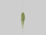 Tillandsia Usneoides Barba De Velho Planta Natural