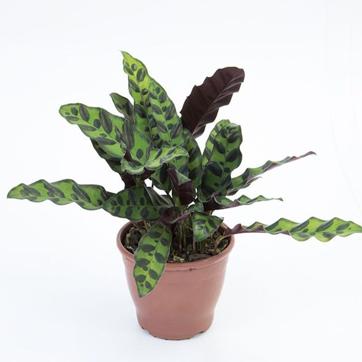 Calathea Insignis Pote 12 Planta Natural, marca Timlog - Foto 2