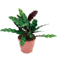 Calathea Insignis Pote 12 Planta Natural