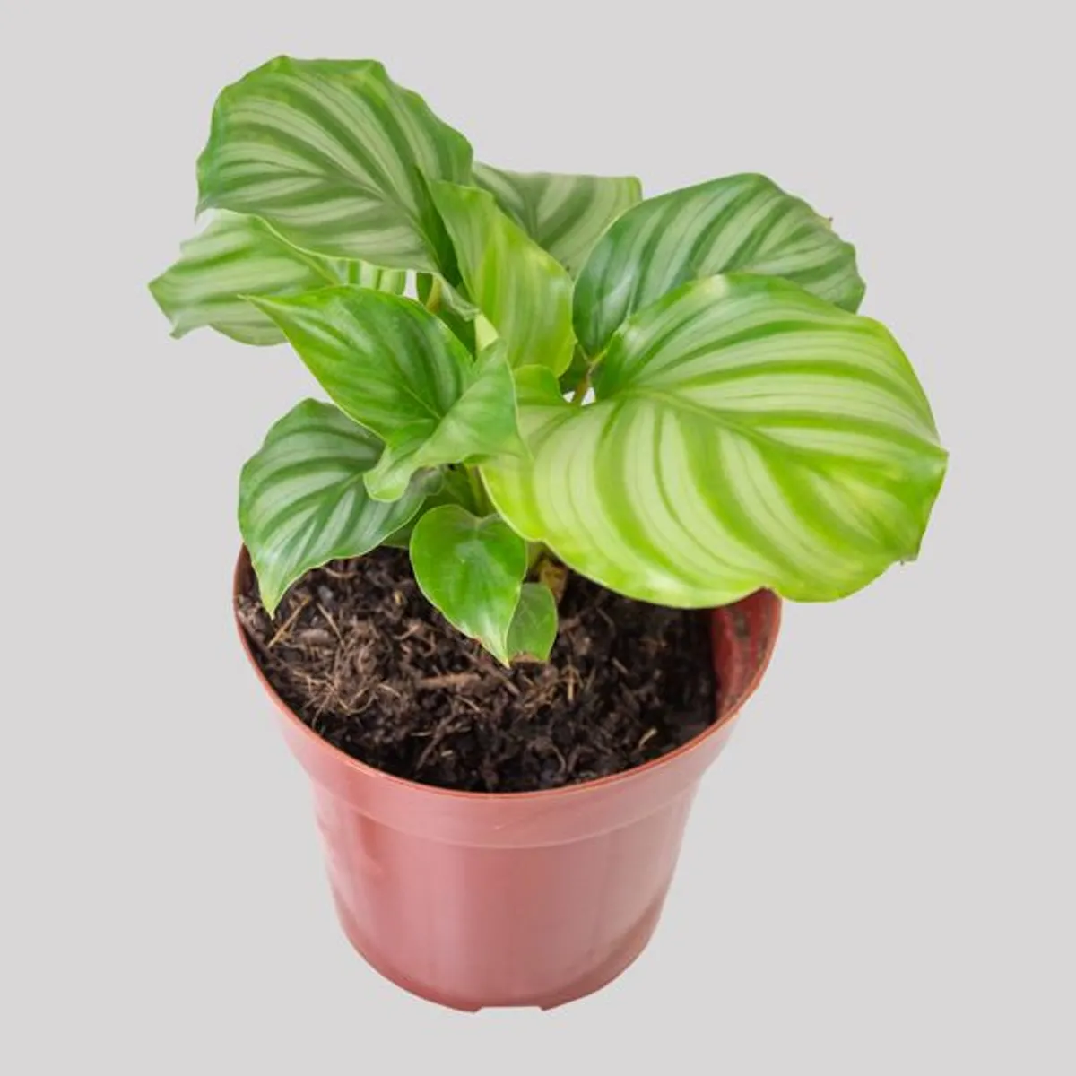 Calathea Orbifolia Pote 12 Planta Natural, marca Timlog - Foto Principal