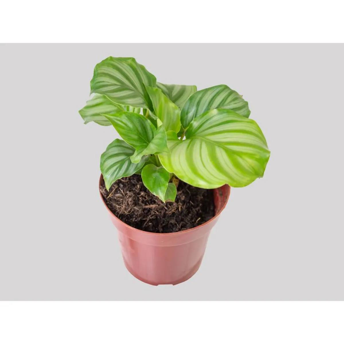 Calathea Orbifolia Pote 12 Planta Natural, marca Timlog - Foto Principal