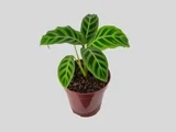 Calathea Zebrina Pote 12 Planta Natural